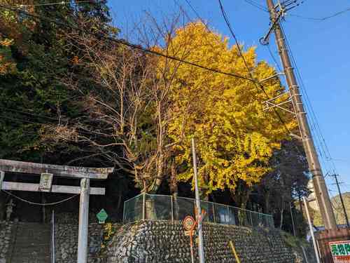 銀杏
