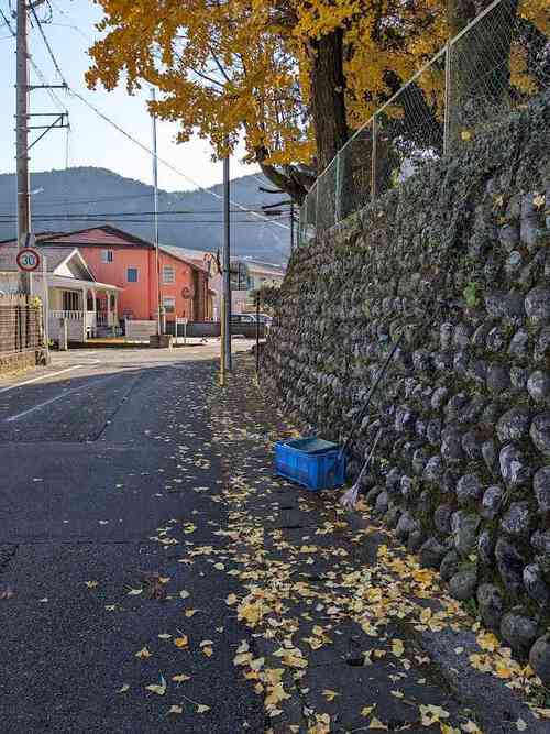 銀杏の葉