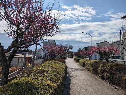 富士緑道