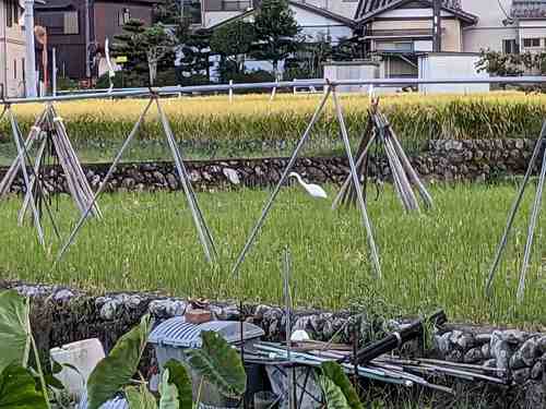 白鷺