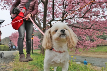 河津桜～みなみの桜はほぼ満開でした＼(^▽^)／