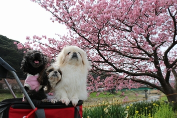 河津桜～みなみの桜はほぼ満開でした＼(^▽^)／