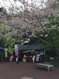 たくさん咲いてま〜す♪