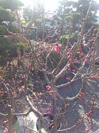 梅 一輪。 2017/01/10 23:36:46