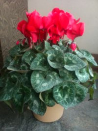 きっと、元気になれる花がある！