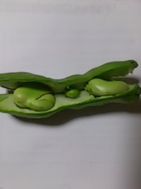 空豆くんのベッド 2016/05/28 02:17:54