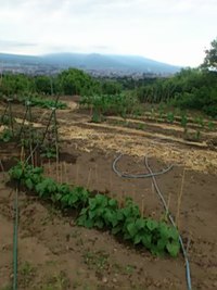 教室見学と畑 2017/06/06 21:32:23