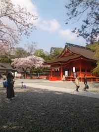 浅間神社の桜と幼児フォーラム 2018/04/04 21:21:24
