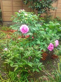 庭の牡丹の花に　頑張る　Aちゃんを思い出して。 2018/04/11 17:40:49
