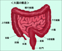 ●便の形が細くなったり血液や粘膜が付着したりしていませんか？