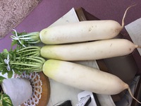 大根のお年玉！