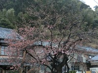 河津桜原木が２分咲きになりました