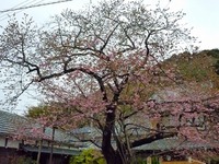 河津桜開花速報　２月１５日版