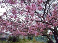 河津桜開花速報　２月１９日版