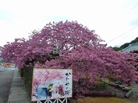 河津桜開花情報　３月２日版