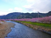 河津桜まつりもいよいよ最後の週末　週末情報！