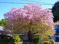 第２１回河津桜まつり閉幕！多数の来場有難うございました