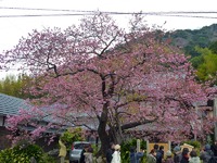 河津桜の見頃がやってきました！