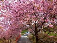 河津桜のピークは今週から来週にかけて。