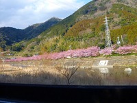 河津桜の見頃がやってきました！