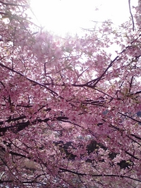 河津桜♪