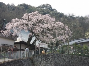 しだれ桜とウォーキングと中高年