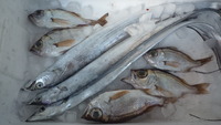 新鮮なお魚