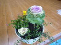 寄せ植え