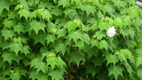 酔芙蓉