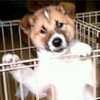 福ちゃんの兄弟です。