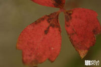 ツタの紅葉