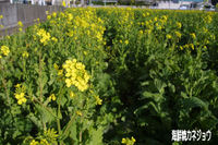 南伊豆の菜の花畑