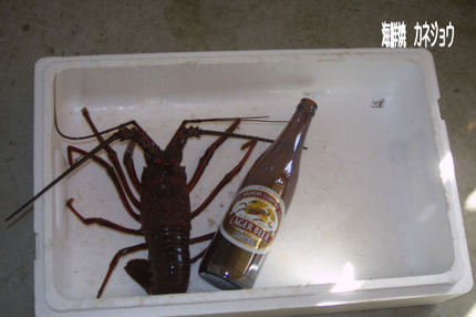 本日の伊勢エビ
