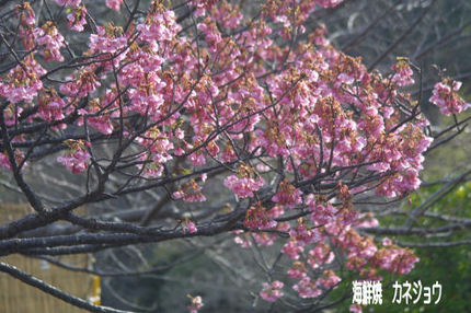 土肥金山の桜