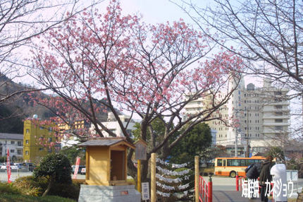 土肥金山の桜