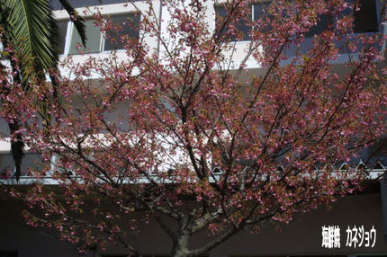 ふじみ荘の土肥桜終了