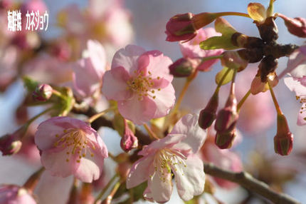 宇久須川沿いの桜