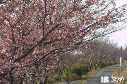 宇久須川沿いの桜