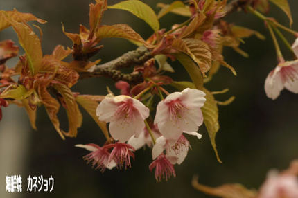 葉桜