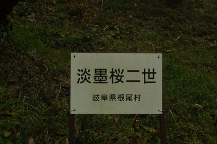 これからの桜