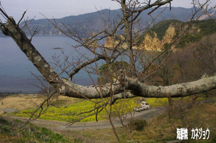 黄金崎桜情報