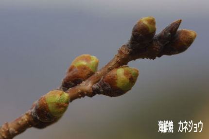 黄金崎桜情報