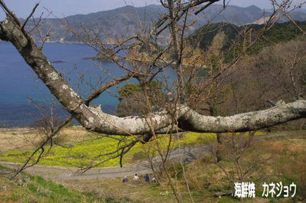 黄金崎桜情報