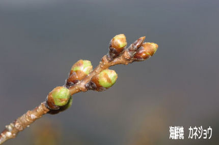 黄金崎桜情報