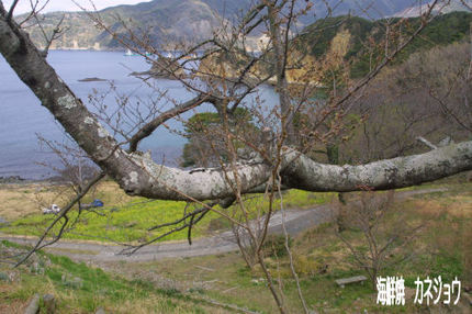 黄金崎桜情報