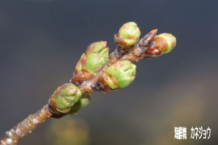 黄金崎桜情報
