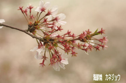 土肥フェリー乗り場の桜散り始めました。