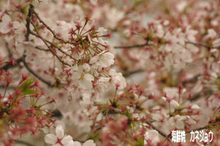 土肥フェリー乗り場の桜散り始めました。