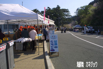 黄金崎桜祭り開催少し前