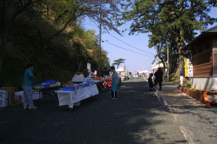 黄金崎桜祭り開催少し前